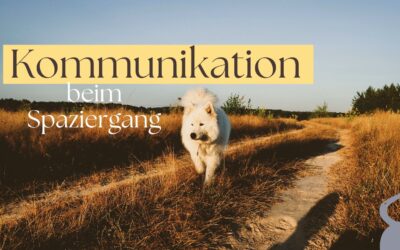 Mensch Hund Kommunikation: Wie dein Hund dich wirklich versteht – an der Leine und im Freilauf